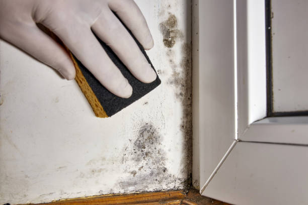 Professional Mold Removal in The Galena Territory, IL